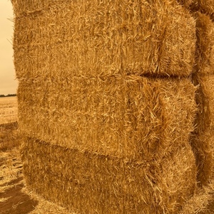 wheat Straw