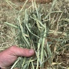 Oaten Hay