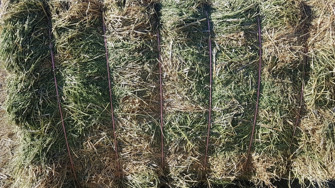 240mt Lentil/Clover 600-650kg Hay 8x4x3 (New Season 2019/2020)