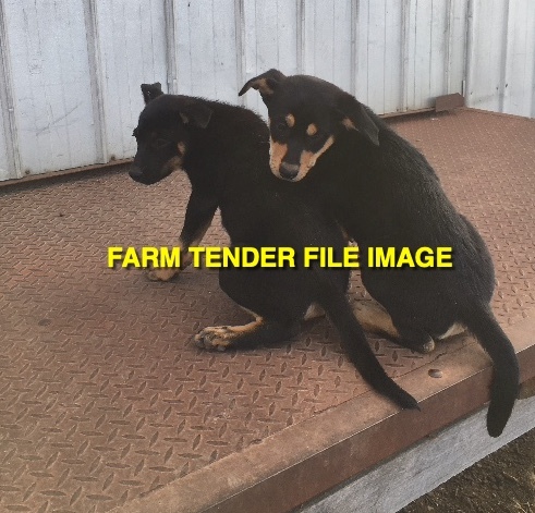 WANTED Kelpie Female Pup