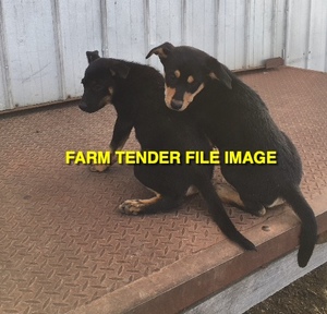 WANTED Kelpie Female Pup