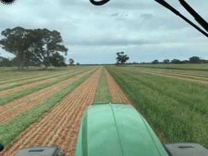 Barley Rolls   180 Rolls Available 