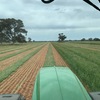 Barley Rolls   180 Rolls Available 