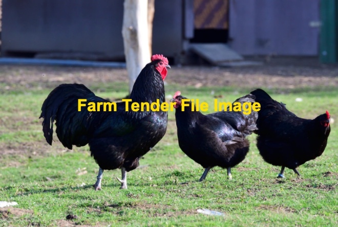 Purebred Large Black Australorp Flock