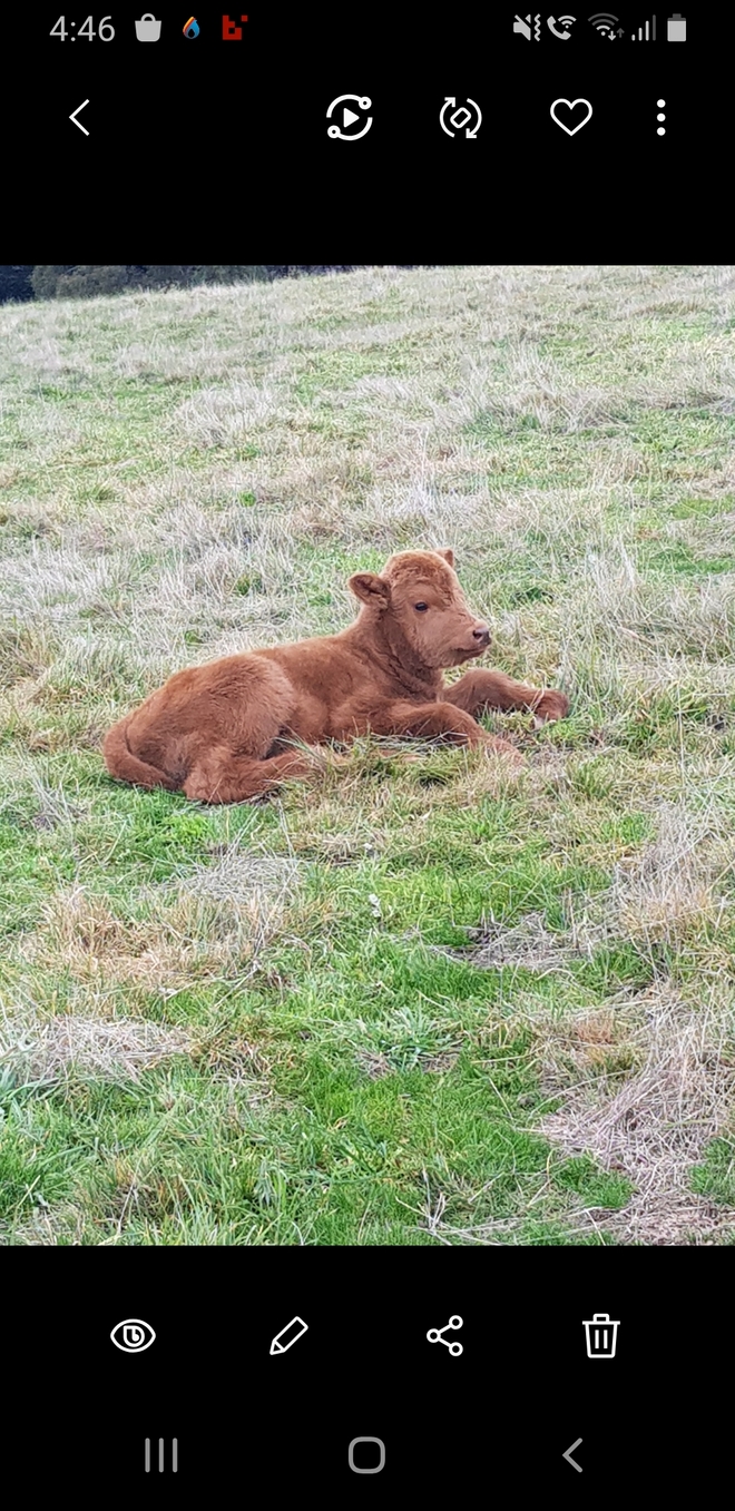 WANTED Agistment / Lease