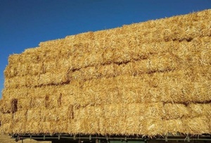 Oaten Straw