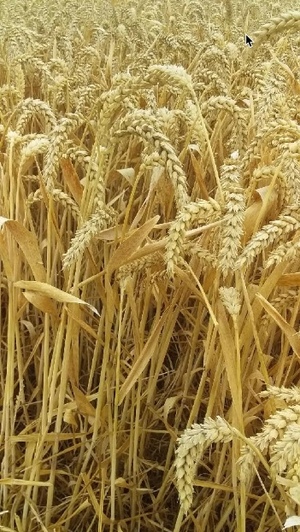 1100 Bales Wheaten Hay Treated with Sylac