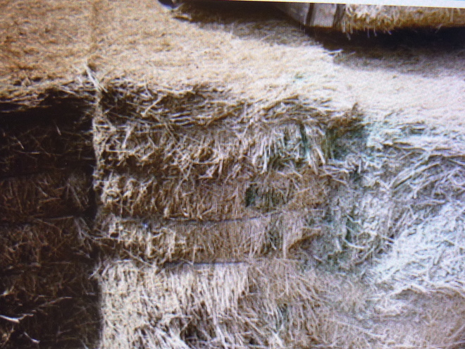 Lucerne Hay small bales in Baron packs of 21 New season