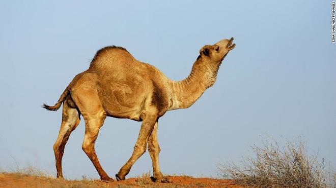WANTED Camel
