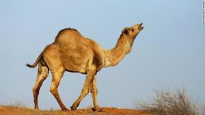WANTED Camel