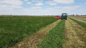 Clover hay