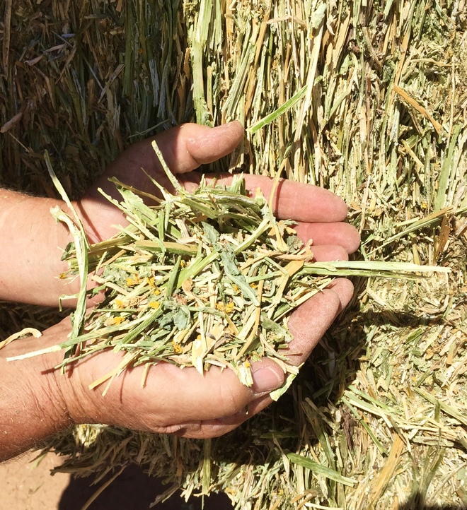 CANOLA HAY - Super conditioned 150mt  8x4x3 Capped