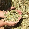 CANOLA HAY - Super conditioned 150mt  8x4x3 Capped