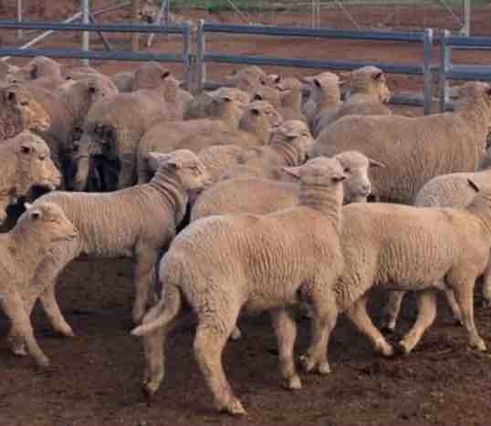 *330 Merino Ewes with 480 White Suffolk Lambs*