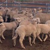 *330 Merino Ewes with 480 White Suffolk Lambs*