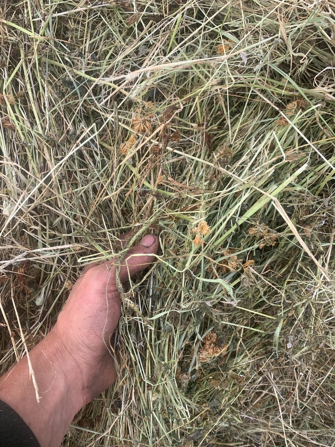 Rye Clover Small Squares. 3000 Bales