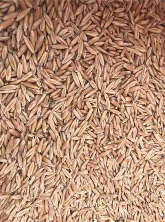 Wintaroo & Tammar Oats For Sale