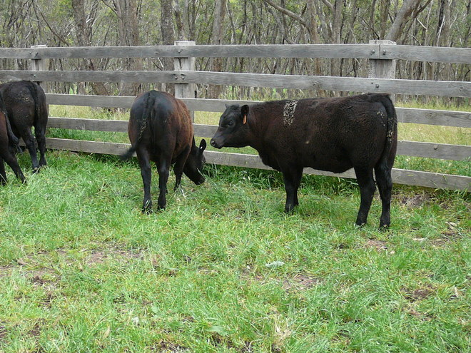 Angus steer weaners