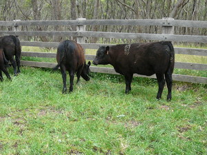 Angus steer weaners