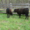 Angus steer weaners