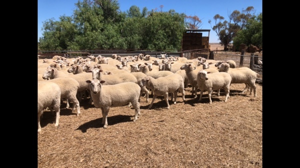 First Cross Ewe Lambs