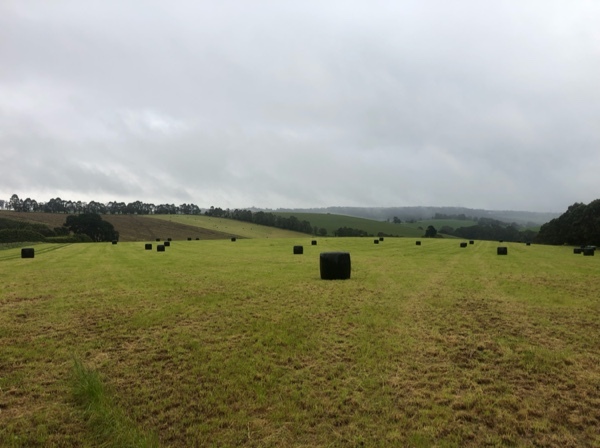 150 x Rye Clover Silage