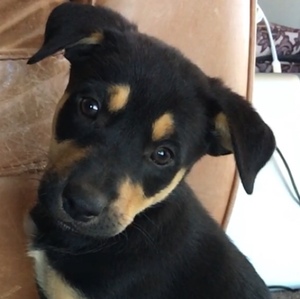 Kelpie Pup -Male