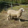 2020 White Suffolk and White Suffolk X Poll Dorset Rams