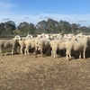 WAKELEIGH White Suffolk Rams
