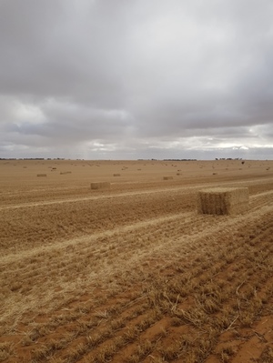 300mt Barley Straw 500kg+ 8x4x3 Bales 'New Season'