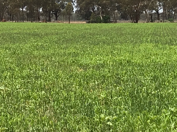 Cover Crop Grain Mixes