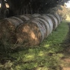 oaten/clover hay