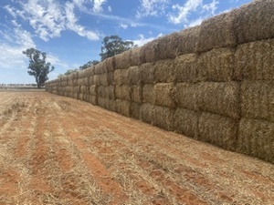 Barley straw/header tailings 