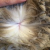 Superfine wool Merino wether hoggets - shorn
