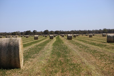 Clover & Rye Hay 400kg 5x4 Rolls