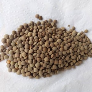 1000 tons of lentil