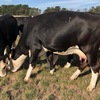 8 Black Baldie Cows with Dec/Jan calves at foot and 10 yearling heifers