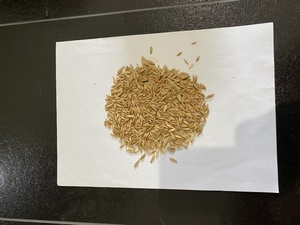 Eurabbie Seed Oats or Milling quality 