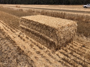 Wheaten Straw