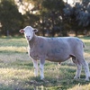 2018 Drop Poll Dorset Rams for Sale