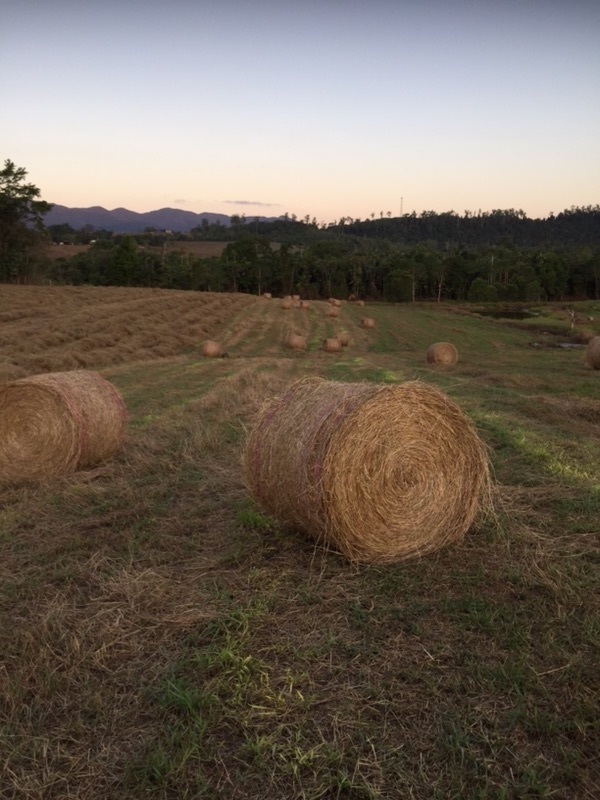 Round pasture hay
