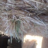 60mt Oaten Hay 600kg 8x4x3 Bales