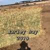 A1 Barley Hay 8x4x3 Bales