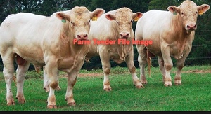 Charolais Stud Bulls