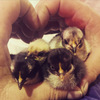Pekin Bantam Chicks - Available Now!
