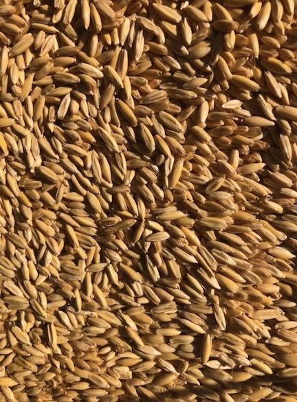 Seed Oats - Cleaned and Graded
