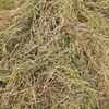 Vetch Hay Baling now