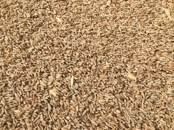 Cereal rye