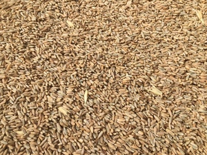 Cereal rye