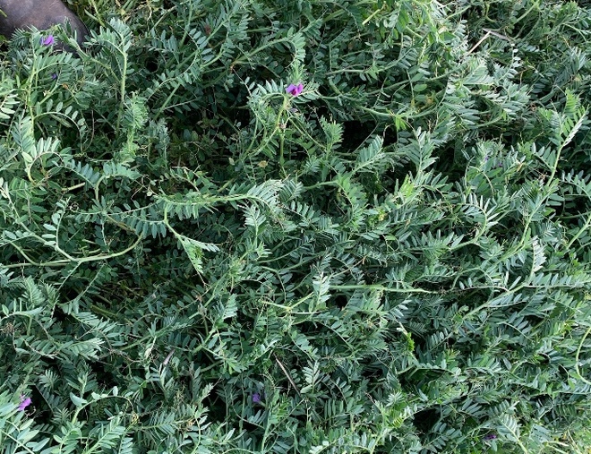 EOI New Season Vetch Hay ex Paddock (Ready 3-4 weeks time)
